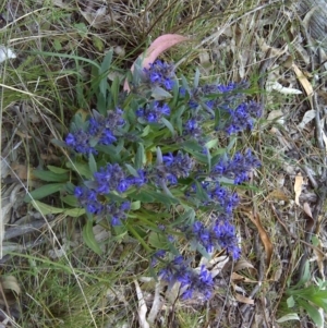 Ajuga australis at Symonston, ACT - 31 Oct 2011 05:03 PM