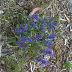 Ajuga australis (Austral Bugle) at Mount Mugga Mugga - 31 Oct 2011 by Mike