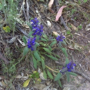 Ajuga australis at Symonston, ACT - 31 Oct 2011 05:03 PM