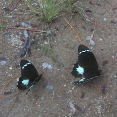 Papilio aegeus (Orchard Swallowtail, Large Citrus Butterfly) at Isaacs Ridge and Nearby - 23 Nov 2011 by Mike