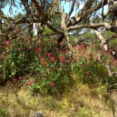 Centranthus ruber (Red Valerian, Kiss-me-quick, Jupiter's Beard) at Jerrabomberra, ACT - 27 Nov 2011 by Mike