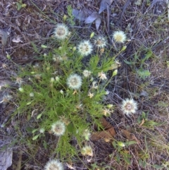 Vittadinia muelleri (Narrow-leafed New Holland Daisy) at Symonston, ACT - 27 Nov 2011 by Mike