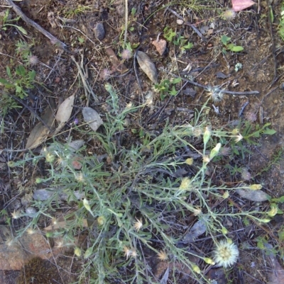 Vittadinia cuneata var. cuneata (Fuzzy New Holland Daisy) at Symonston, ACT - 27 Nov 2011 by Mike