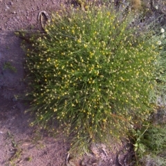 Calotis lappulacea (Yellow Burr Daisy) at Symonston, ACT - 27 Nov 2011 by Mike