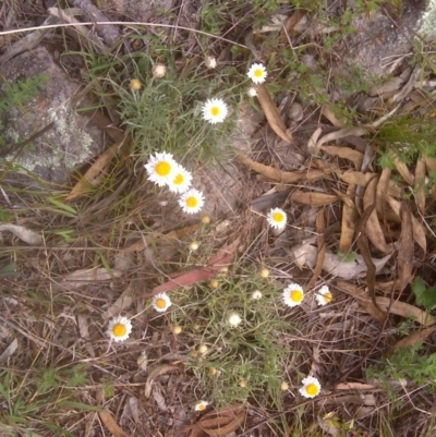 Leucochrysum albicans subsp. tricolor (Hoary Sunray) at Isaacs Ridge - 14 Dec 2011 by Mike