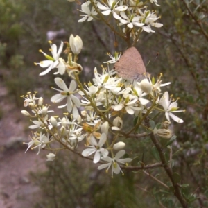 Bursaria spinosa at Isaacs Ridge - 10 Jan 2012 04:16 PM