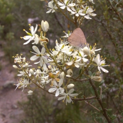 Bursaria spinosa (Native Blackthorn, Sweet Bursaria) at Isaacs Ridge - 10 Jan 2012 by Mike