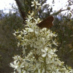 Bursaria spinosa at Isaacs Ridge - 10 Jan 2012 04:16 PM