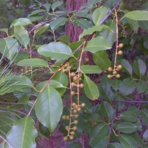 Prunus lusitanica at Isaacs, ACT - 18 Jan 2012 08:48 AM