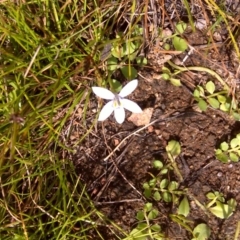 Isotoma fluviatilis subsp. australis (Swamp Isotome) at Isaacs Ridge and Nearby - 17 Feb 2012 by Mike