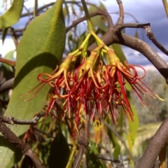 Amyema miquelii (Box Mistletoe) at Jerrabomberra, ACT - 17 Feb 2012 by Mike