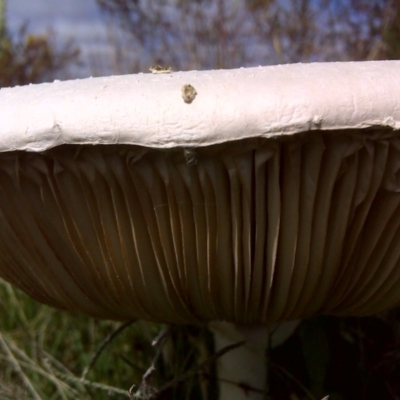 Agaricus sp. at Isaacs Ridge - 22 Feb 2012 by Mike