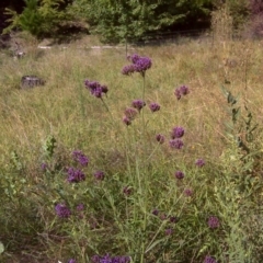 Verbena incompta (Purpletop) at Jerrabomberra, ACT - 8 Mar 2012 by Mike