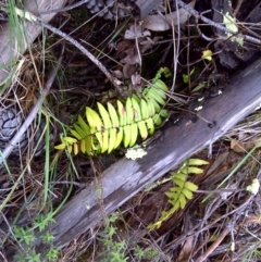 Pellaea falcata (Sickle Fern) at Isaacs Ridge and Nearby - 8 Mar 2012 by Mike