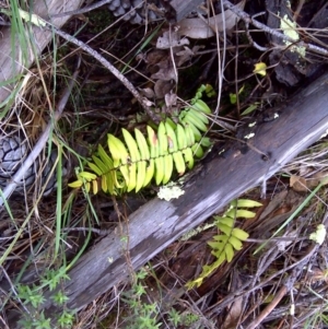 Pellaea falcata at Isaacs, ACT - suppressed