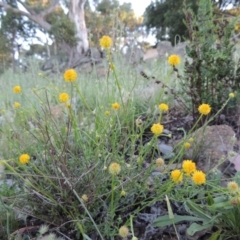 Calotis lappulacea (Yellow Burr Daisy) at Calwell, ACT - 23 Nov 2015 by MichaelBedingfield