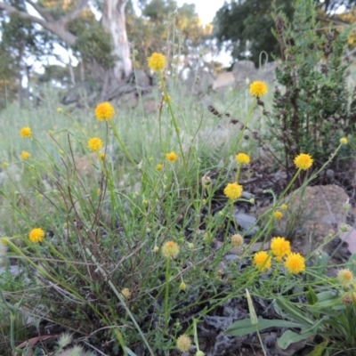 Calotis lappulacea (Yellow Burr Daisy) at Calwell, ACT - 23 Nov 2015 by MichaelBedingfield