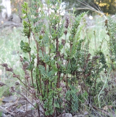 Cheilanthes sieberi (Rock Fern) at Calwell, ACT - 23 Nov 2015 by MichaelBedingfield