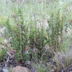 Cheilanthes sieberi at Calwell, ACT - 23 Nov 2015