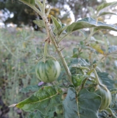 Solanum cinereum (Narrawa Burr) at Calwell, ACT - 23 Nov 2015 by MichaelBedingfield