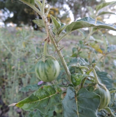 Solanum cinereum (Narrawa Burr) at Calwell, ACT - 23 Nov 2015 by MichaelBedingfield