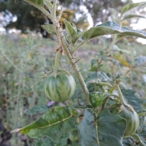 Solanum cinereum at Calwell, ACT - 23 Nov 2015