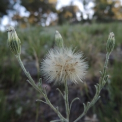 Vittadinia cuneata var. cuneata (Fuzzy New Holland Daisy) at Tuggeranong Hill - 23 Nov 2015 by michaelb