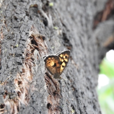 Geitoneura klugii (Marbled Xenica) at Paddys River, ACT - 22 Jan 2016 by RyuCallaway