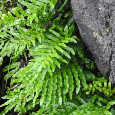 Blechnum minus (Soft Water Fern) at Paddys River, ACT - 22 Jan 2016 by RyuCallaway