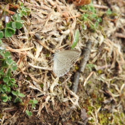 Zizina otis (Common Grass-Blue) at Gibraltar Pines - 22 Jan 2016 by RyuCallaway