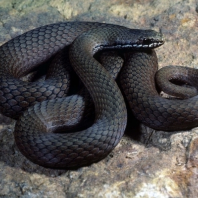 Drysdalia coronoides (White-lipped Snake) at Nadgee, NSW - 26 Jan 1978 by wombey