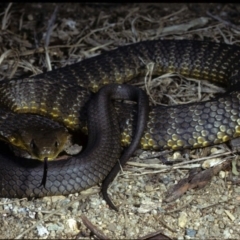 Notechis scutatus (Tiger Snake) at Wollogorang, NSW - 10 Apr 1980 by wombey