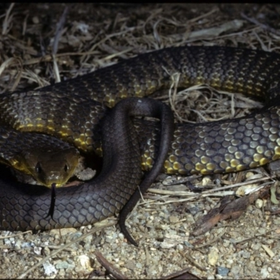 Notechis scutatus (Tiger Snake) at Wollogorang, NSW - 10 Apr 1980 by wombey