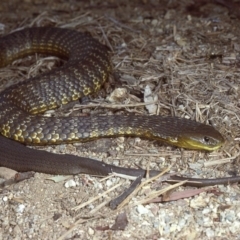 Notechis scutatus at Wollogorang, NSW - 10 Apr 1980