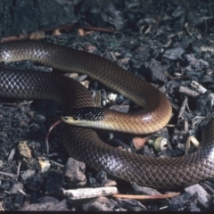 Parasuta dwyeri (Dwyer's Black-headed Snake) at Collector, NSW - 2 Apr 1983 by wombey