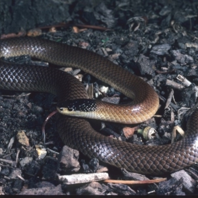 Parasuta dwyeri (Dwyer's Black-headed Snake) at QPRC LGA - 2 Apr 1983 by wombey