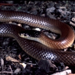 Parasuta dwyeri at Collector, NSW - 3 Apr 1983