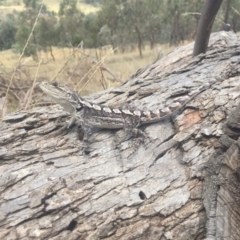 Diporiphora nobbi (Nobbi Dragon) at Gungahlin, ACT - 23 Jan 2016 by AaronClausen