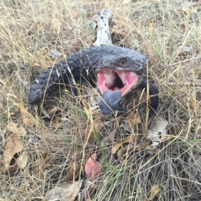 Tiliqua rugosa (Shingleback Lizard) at Goorooyarroo NR (ACT) - 23 Jan 2016 by AaronClausen