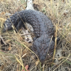 Tiliqua rugosa at Gungahlin, ACT - 23 Jan 2016 02:36 PM