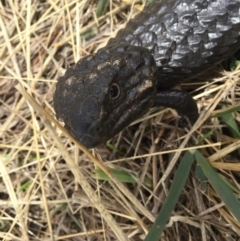 Tiliqua rugosa (Shingleback Lizard) at Goorooyarroo NR (ACT) - 23 Jan 2016 by AaronClausen