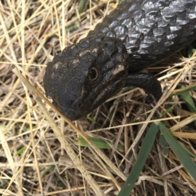 Tiliqua rugosa (Shingleback Lizard) at Goorooyarroo NR (ACT) - 23 Jan 2016 by AaronClausen