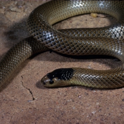 Parasuta flagellum (Little Whip-snake) at QPRC LGA - 14 May 1978 by wombey