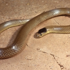 Parasuta flagellum at Lake George, NSW - 15 May 1978