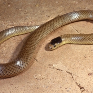 Parasuta flagellum at Lake George, NSW - 15 May 1978