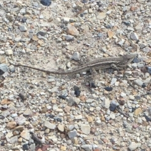 Amphibolurus muricatus at Bungendore, NSW - 23 Jan 2016