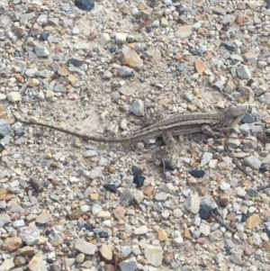 Amphibolurus muricatus at Bungendore, NSW - 23 Jan 2016