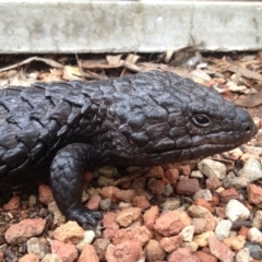 Tiliqua rugosa (Shingleback Lizard) at Wamboin, NSW - 23 Jan 2016 by alicemcglashan