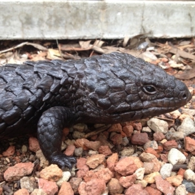 Tiliqua rugosa (Shingleback Lizard) at Wamboin, NSW - 23 Jan 2016 by alicemcglashan