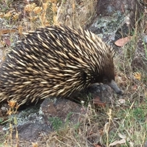 Tachyglossus aculeatus at Mount Taylor - 23 Jan 2016